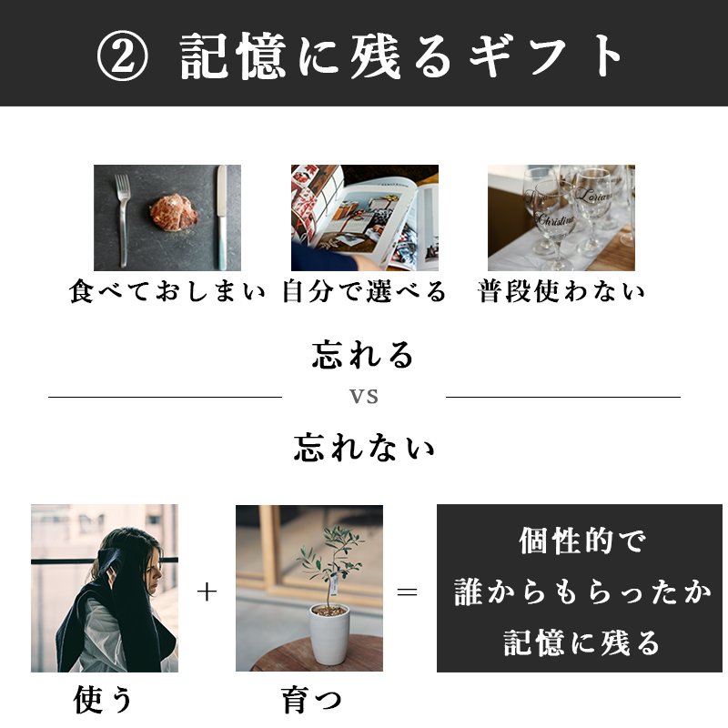 画像14: ◆ 最新作 ◆「 繁栄の象徴シリーズ 」 MAX MATERIA feat MEDEL GREEN ◆フェイス2P&オリーブ若木 ◆ デザイン黒樹脂鉢&ギフトBOX入り オリーブ:底から葉先まで約25〜40cm前後に剪定済 (14)