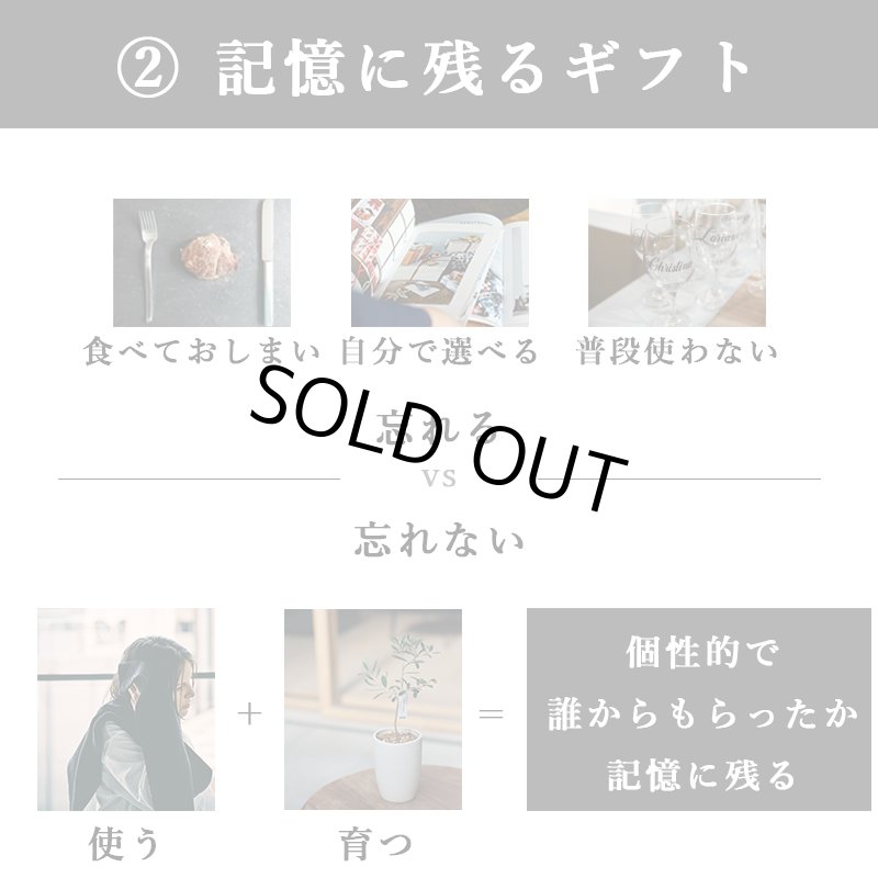 画像14: ◆ 最新作 ◆「 繁栄の象徴シリーズ 」 MAX MATERIA feat MEDEL GREEN　◆バス２P＆オリーブ若木 ◆ デザイン黒樹脂鉢＆ギフトBOX入り　オリーブ：底から葉先まで約25〜40cm前後に剪定済 (14)