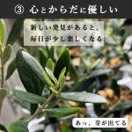 画像14: ◆ 最新作 ◆「 繁栄の象徴シリーズ 」 MAX MATERIA feat MEDEL GREEN　◆バスタオル１P＆オリーブ若木 ◆ デザイン黒樹脂鉢＆ギフトBOX入り　オリーブ：底から葉先まで約25〜40cm前後に剪定済 (14)