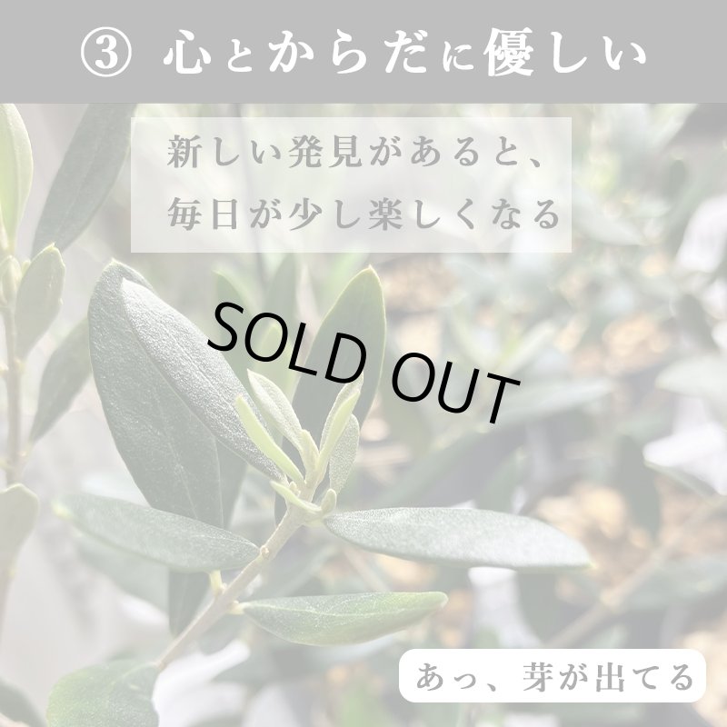 画像15: ◆ 最新作 ◆「 繁栄の象徴シリーズ 」 MAX MATERIA feat MEDEL GREEN　◆バス２P＆オリーブ若木 ◆ デザイン黒樹脂鉢＆ギフトBOX入り　オリーブ：底から葉先まで約25〜40cm前後に剪定済 (15)