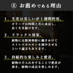 画像15: ◆ 最新作 ◆「 繁栄の象徴シリーズ 」 MAX MATERIA feat MEDEL GREEN　◆バスタオル１P＆オリーブ若木 ◆ デザイン黒樹脂鉢＆ギフトBOX入り　オリーブ：底から葉先まで約25〜40cm前後に剪定済 (15)