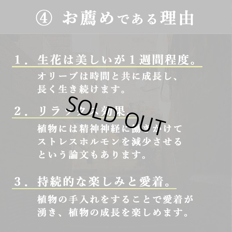画像16: ◆ 最新作 ◆「 繁栄の象徴シリーズ 」 MAX MATERIA feat MEDEL GREEN　◆バス２P＆オリーブ若木 ◆ デザイン黒樹脂鉢＆ギフトBOX入り　オリーブ：底から葉先まで約25〜40cm前後に剪定済 (16)