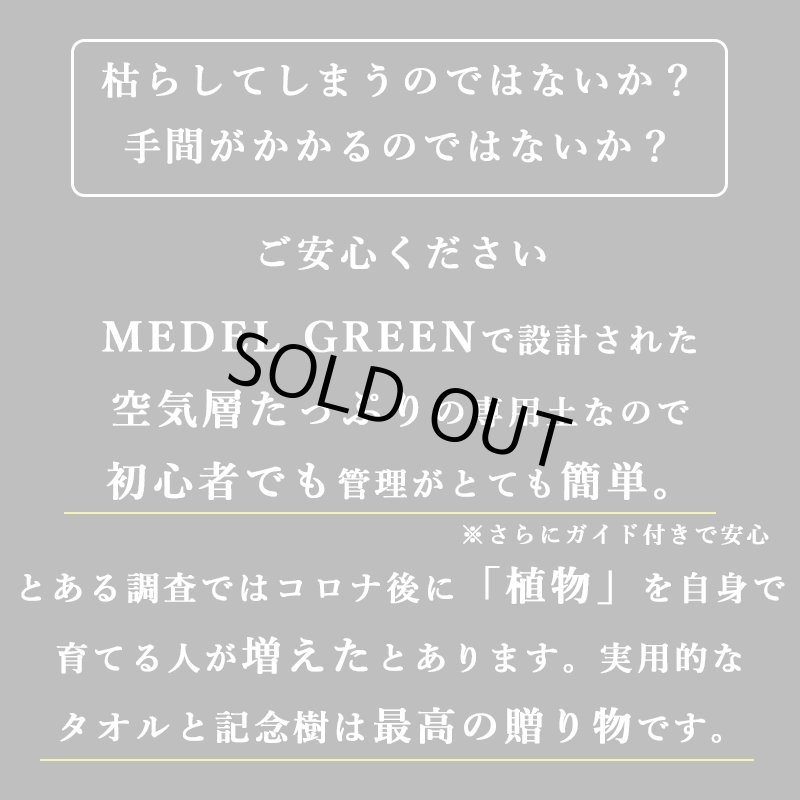 画像11: ◆ 最新作 ◆「 繁栄の象徴シリーズ 」 MAX MATERIA feat MEDEL GREEN　◆バス２P＆オリーブ若木 ◆ デザイン黒樹脂鉢＆ギフトBOX入り　オリーブ：底から葉先まで約25〜40cm前後に剪定済 (11)