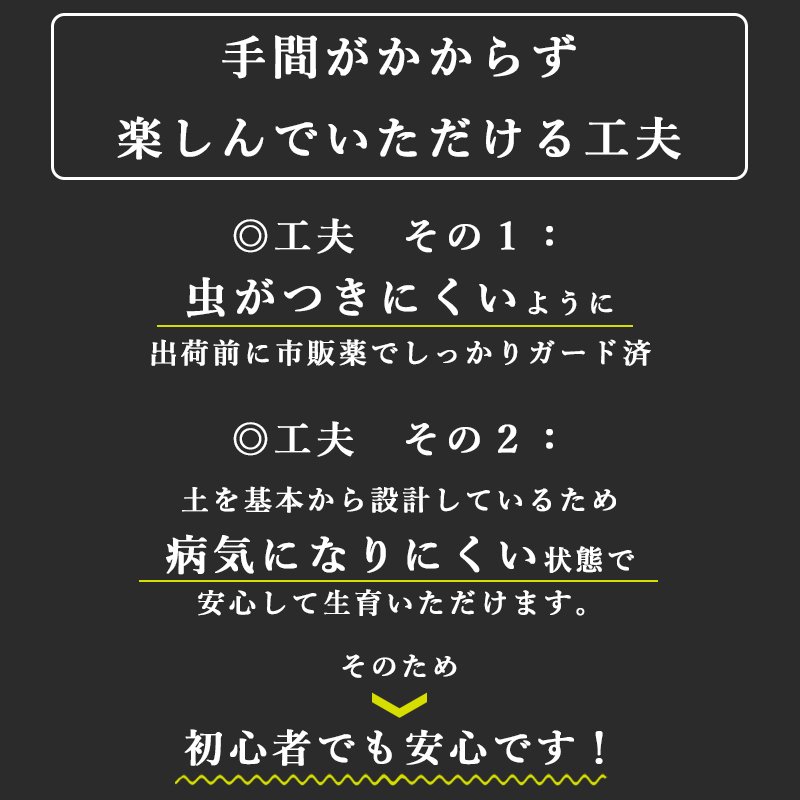 画像9: ◆ 最新作 ◆「 繁栄の象徴シリーズ 」 MAX MATERIA feat MEDEL GREEN ◆フェイス2P&オリーブ若木 ◆ デザイン黒樹脂鉢&ギフトBOX入り オリーブ:底から葉先まで約25〜40cm前後に剪定済 (9)