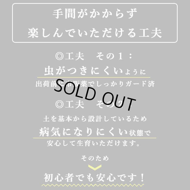 画像18: ◆ 最新作 ◆「 繁栄の象徴シリーズ 」 MAX MATERIA feat MEDEL GREEN　◆バス２P＆オリーブ若木 ◆ デザイン黒樹脂鉢＆ギフトBOX入り　オリーブ：底から葉先まで約25〜40cm前後に剪定済 (18)