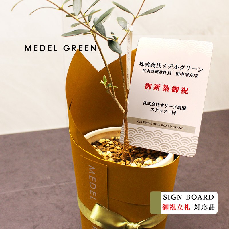 画像6: MEDEL GREEN　◆ オリーブ苗木　陶器鉢  ギフトラッピング仕様 ◆  サイズ：底から葉先まで約35〜45cm前後に剪定してお届け (6)