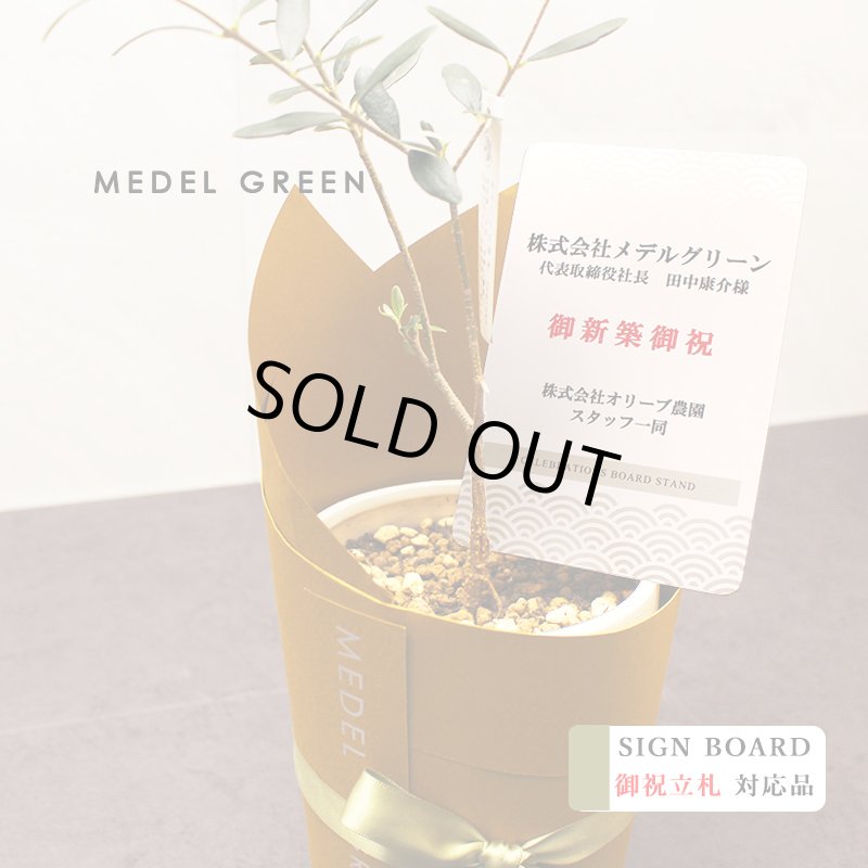 画像6: MEDEL GREEN　◆ オリーブ苗木　陶器鉢  ギフトラッピング仕様 ◆  サイズ：底から葉先まで約35〜45cm前後に剪定してお届け (6)