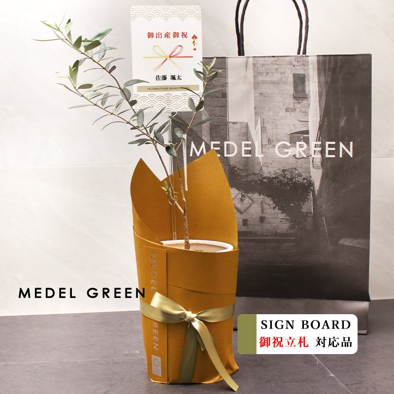 画像9: MEDEL GREEN　◆ オリーブ苗木　陶器鉢  ギフトラッピング仕様 ◆  サイズ：底から葉先まで約35〜45cm前後に剪定してお届け (9)