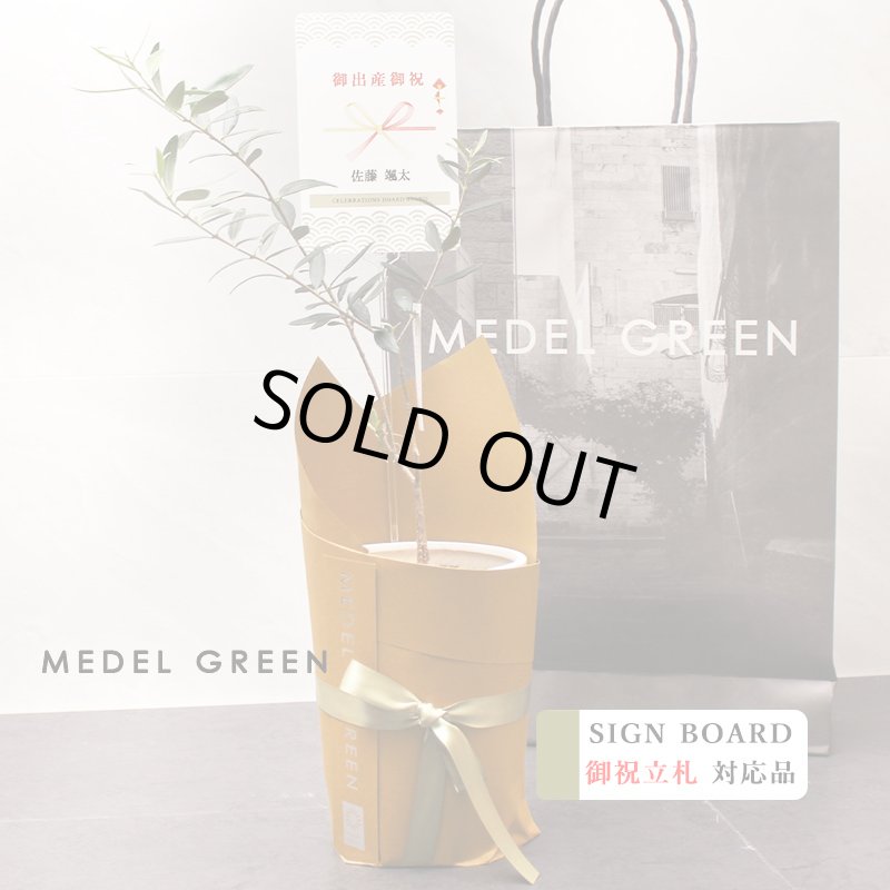 画像9: MEDEL GREEN　◆ オリーブ苗木　陶器鉢  ギフトラッピング仕様 ◆  サイズ：底から葉先まで約35〜45cm前後に剪定してお届け (9)