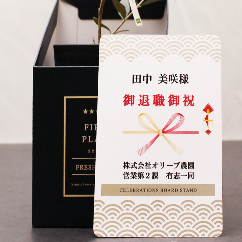 画像43: ◆ 最新作 ◆「 繁栄の象徴シリーズ 」 MAX MATERIA feat MEDEL GREEN ◆フェイス2P&オリーブ若木 ◆ デザイン黒樹脂鉢&ギフトBOX入り オリーブ:底から葉先まで約25〜40cm前後に剪定済 (43)