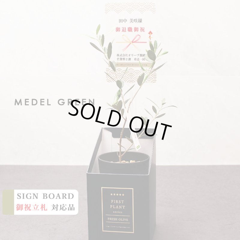 画像44: ◆ 最新作 ◆「 繁栄の象徴シリーズ 」 MAX MATERIA feat MEDEL GREEN　◆バス２P＆オリーブ若木 ◆ デザイン黒樹脂鉢＆ギフトBOX入り　オリーブ：底から葉先まで約25〜40cm前後に剪定済 (44)