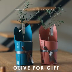 MEDEL GREEN　◆ オリーブ苗木　陶器鉢  ギフトラッピング仕様 ◆  サイズ：底から葉先まで約35〜45cm前後に剪定してお届け