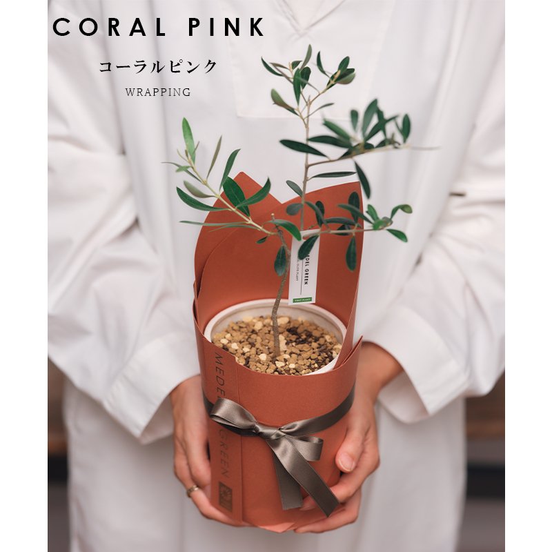 画像11: MEDEL GREEN　◆ オリーブ苗木　陶器鉢  ギフトラッピング仕様 ◆  サイズ：底から葉先まで約35〜45cm前後に剪定してお届け (11)