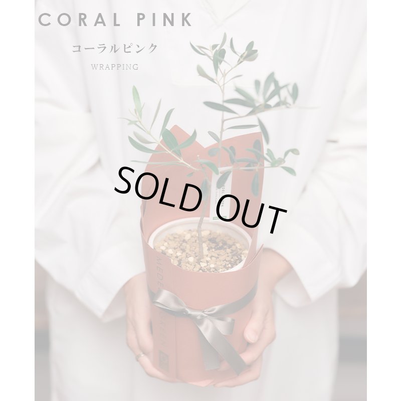 画像11: MEDEL GREEN　◆ オリーブ苗木　陶器鉢  ギフトラッピング仕様 ◆  サイズ：底から葉先まで約35〜45cm前後に剪定してお届け (11)