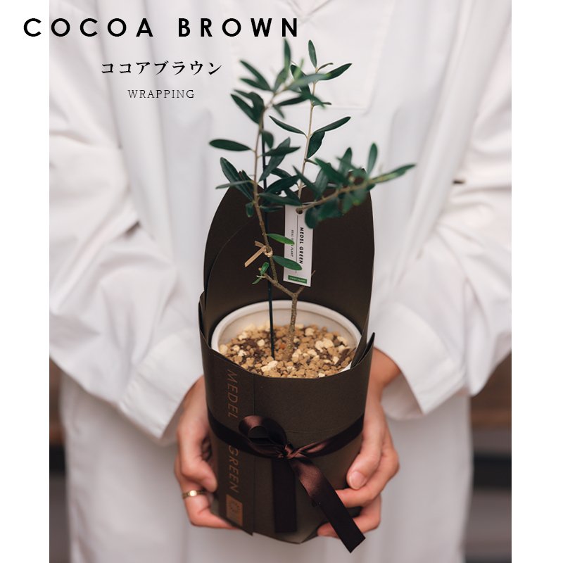 画像12: MEDEL GREEN　◆ オリーブ苗木　陶器鉢  ギフトラッピング仕様 ◆  サイズ：底から葉先まで約35〜45cm前後に剪定してお届け (12)