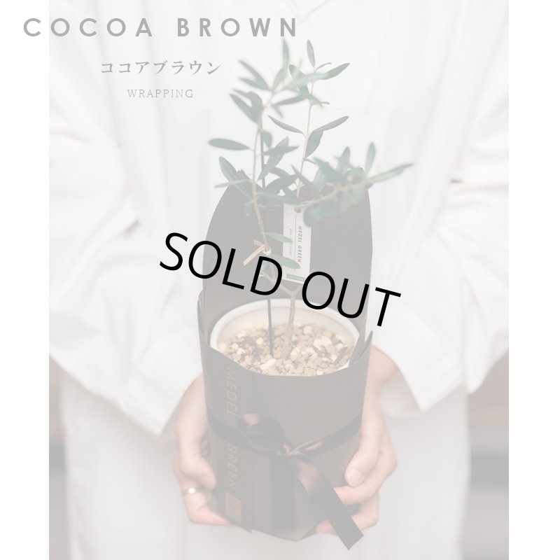 画像12: MEDEL GREEN　◆ オリーブ苗木　陶器鉢  ギフトラッピング仕様 ◆  サイズ：底から葉先まで約35〜45cm前後に剪定してお届け (12)