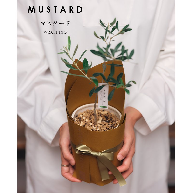 画像13: MEDEL GREEN　◆ オリーブ苗木　陶器鉢  ギフトラッピング仕様 ◆  サイズ：底から葉先まで約35〜45cm前後に剪定してお届け (13)