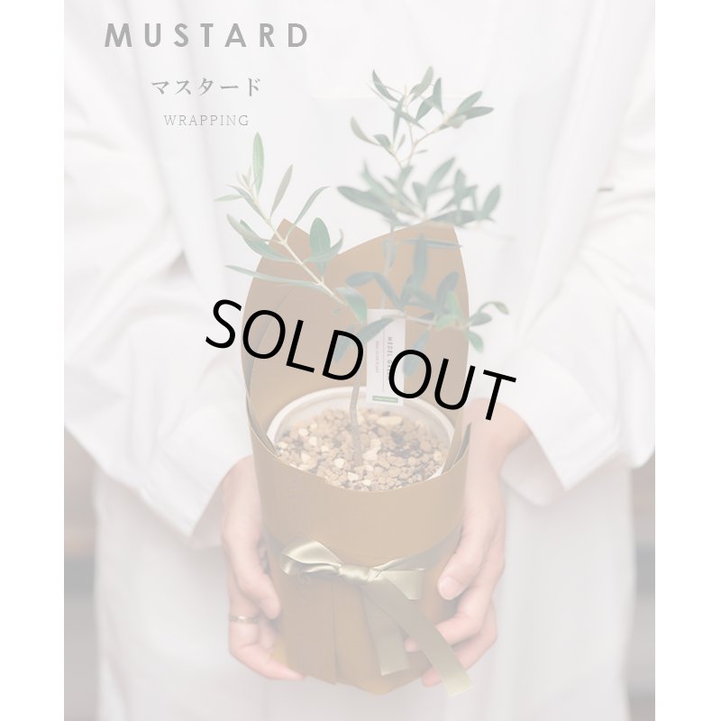 画像13: MEDEL GREEN　◆ オリーブ苗木　陶器鉢  ギフトラッピング仕様 ◆  サイズ：底から葉先まで約35〜45cm前後に剪定してお届け (13)