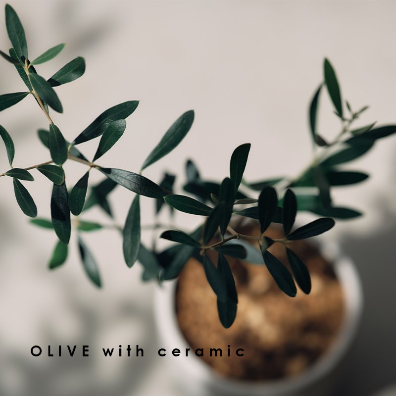 画像16: MEDEL GREEN　◆ オリーブ苗木　陶器鉢  ギフトラッピング仕様 ◆  サイズ：底から葉先まで約35〜45cm前後に剪定してお届け (16)