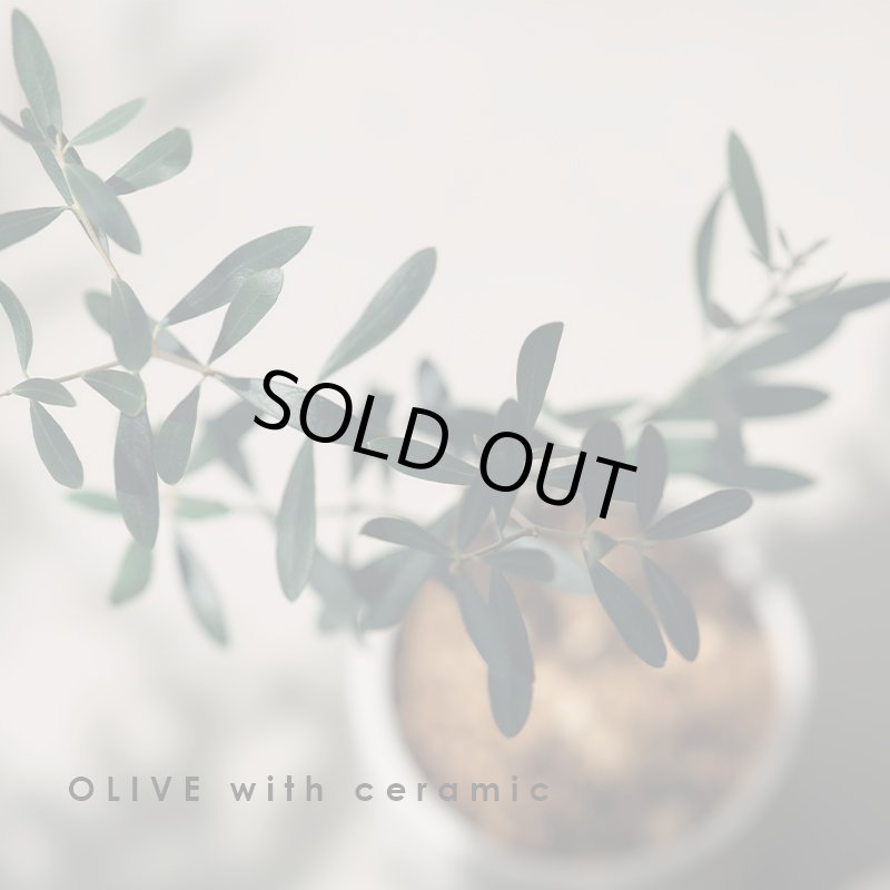 画像16: MEDEL GREEN　◆ オリーブ苗木　陶器鉢  ギフトラッピング仕様 ◆  サイズ：底から葉先まで約35〜45cm前後に剪定してお届け (16)