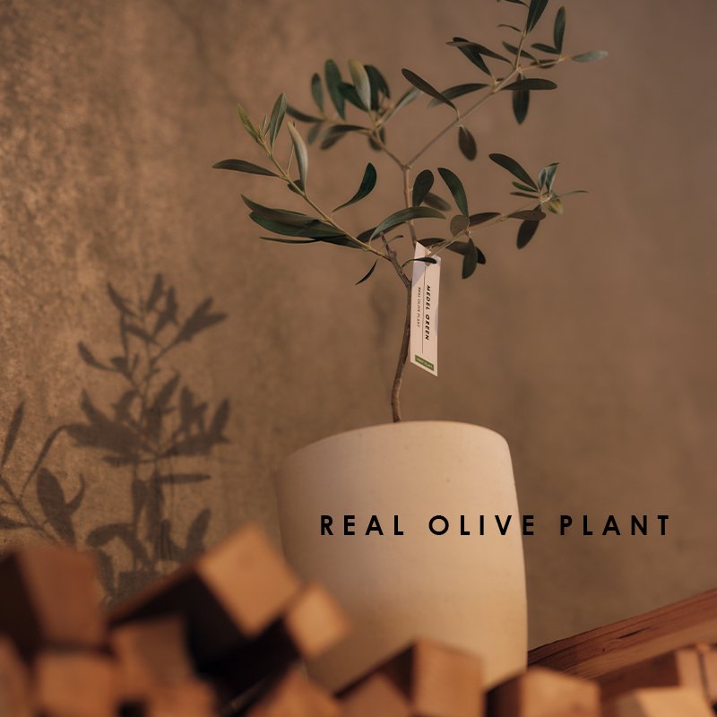 画像23: MEDEL GREEN　◆ オリーブ苗木　陶器鉢  ギフトラッピング仕様 ◆  サイズ：底から葉先まで約35〜45cm前後に剪定してお届け (23)