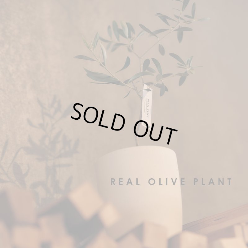 画像23: MEDEL GREEN　◆ オリーブ苗木　陶器鉢  ギフトラッピング仕様 ◆  サイズ：底から葉先まで約35〜45cm前後に剪定してお届け (23)