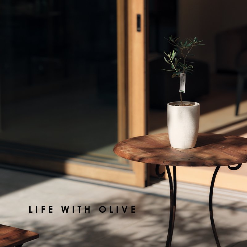 画像3: MEDEL GREEN　◆ オリーブ苗木　陶器鉢  ギフトラッピング仕様 ◆  サイズ：底から葉先まで約35〜45cm前後に剪定してお届け (3)