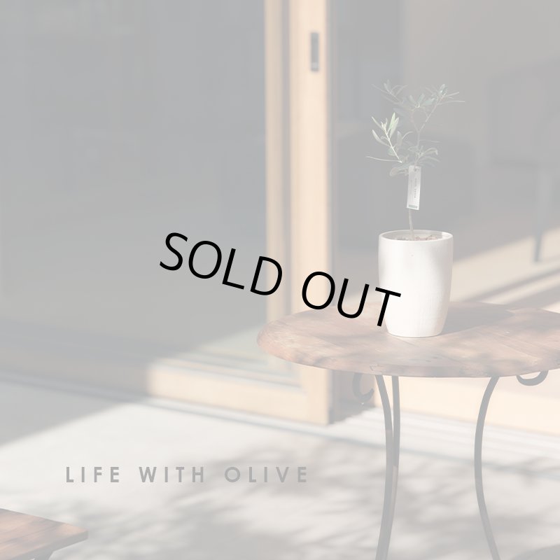 画像3: MEDEL GREEN　◆ オリーブ苗木　陶器鉢  ギフトラッピング仕様 ◆  サイズ：底から葉先まで約35〜45cm前後に剪定してお届け (3)