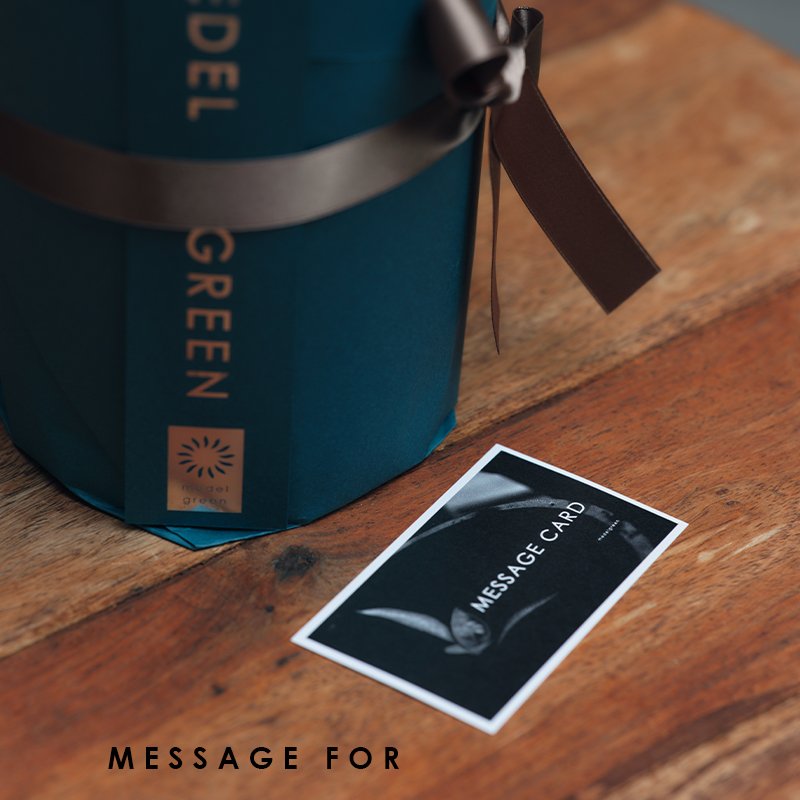 画像4: MEDEL GREEN　◆ オリーブ苗木　陶器鉢  ギフトラッピング仕様 ◆  サイズ：底から葉先まで約35〜45cm前後に剪定してお届け (4)