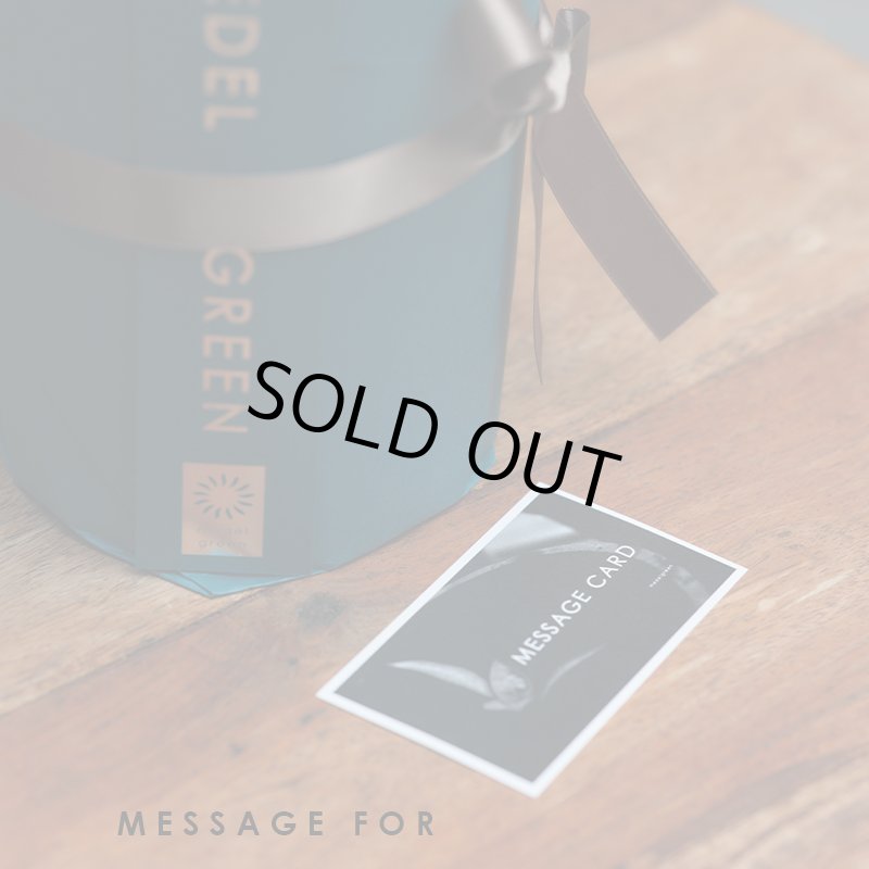 画像4: MEDEL GREEN ◆ オリーブ苗木 陶器鉢 L サイズ  ◆ :底から葉先まで約55〜65cm前後に剪定してお届け (4)