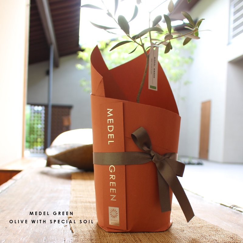 画像22: MEDEL GREEN　◆ オリーブ苗木　陶器鉢  ギフトラッピング仕様 ◆  サイズ：底から葉先まで約35〜45cm前後に剪定してお届け (22)