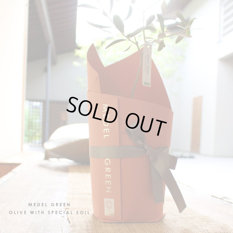 画像22: MEDEL GREEN　◆ オリーブ苗木　陶器鉢  ギフトラッピング仕様 ◆  サイズ：底から葉先まで約35〜45cm前後に剪定してお届け (22)
