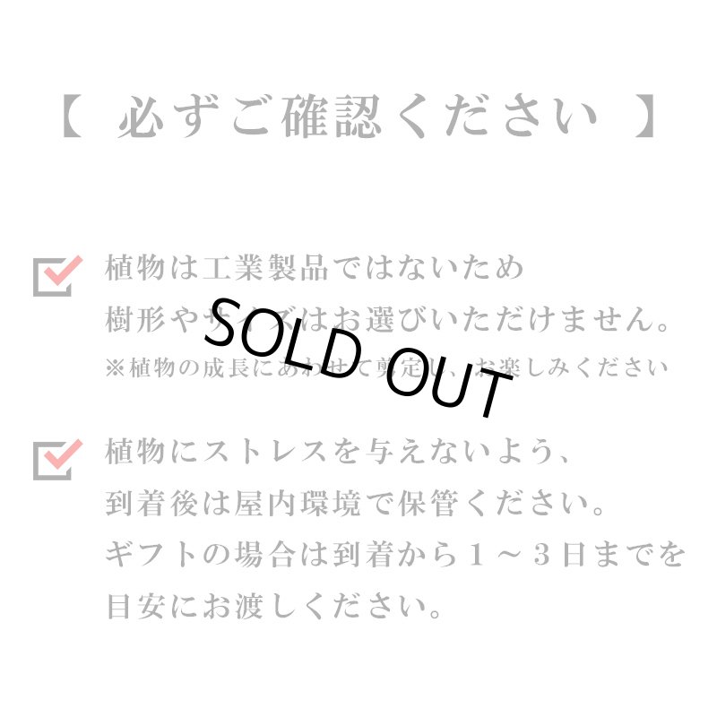 画像8: MEDEL GREEN ◆ オリーブ苗木 陶器鉢 L サイズ  ◆ :底から葉先まで約55〜65cm前後に剪定してお届け (8)