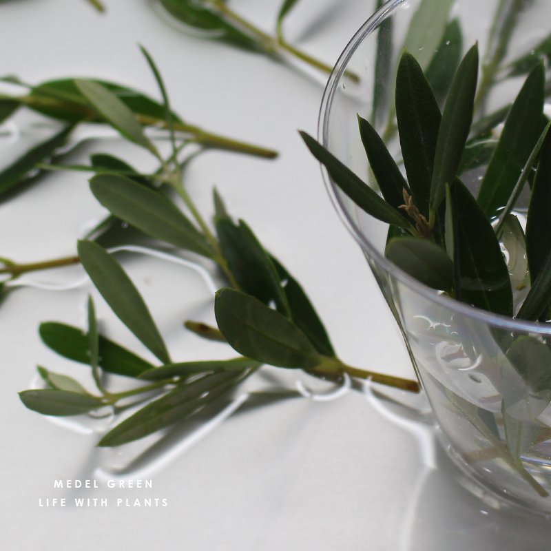 画像26: MEDEL GREEN　◆ オリーブ苗木　陶器鉢  ギフトラッピング仕様 ◆  サイズ：底から葉先まで約35〜45cm前後に剪定してお届け (26)