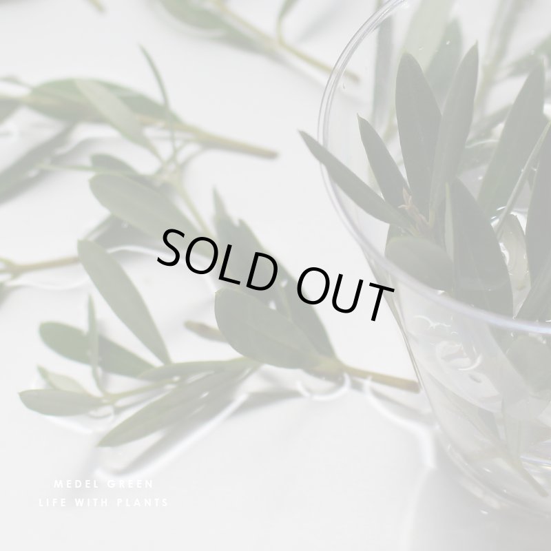 画像26: MEDEL GREEN　◆ オリーブ苗木　陶器鉢  ギフトラッピング仕様 ◆  サイズ：底から葉先まで約35〜45cm前後に剪定してお届け (26)