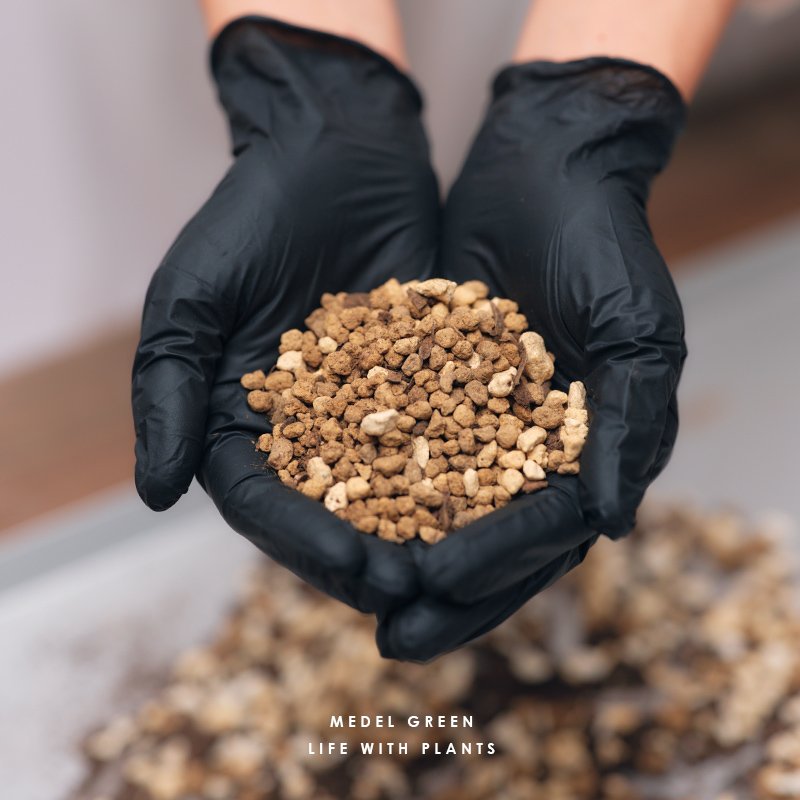 画像25: MEDEL GREEN　◆ オリーブ苗木　陶器鉢  ギフトラッピング仕様 ◆  サイズ：底から葉先まで約35〜45cm前後に剪定してお届け (25)