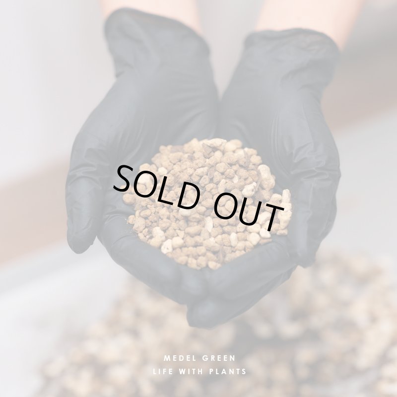 画像14: MEDEL GREEN ◆ オリーブ苗木 陶器鉢 L サイズ  ◆ :底から葉先まで約55〜65cm前後に剪定してお届け (14)